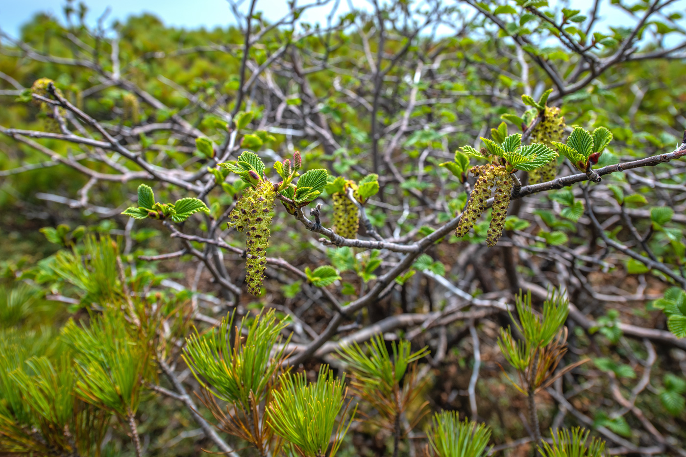 Image of Duschekia maximowiczii specimen.