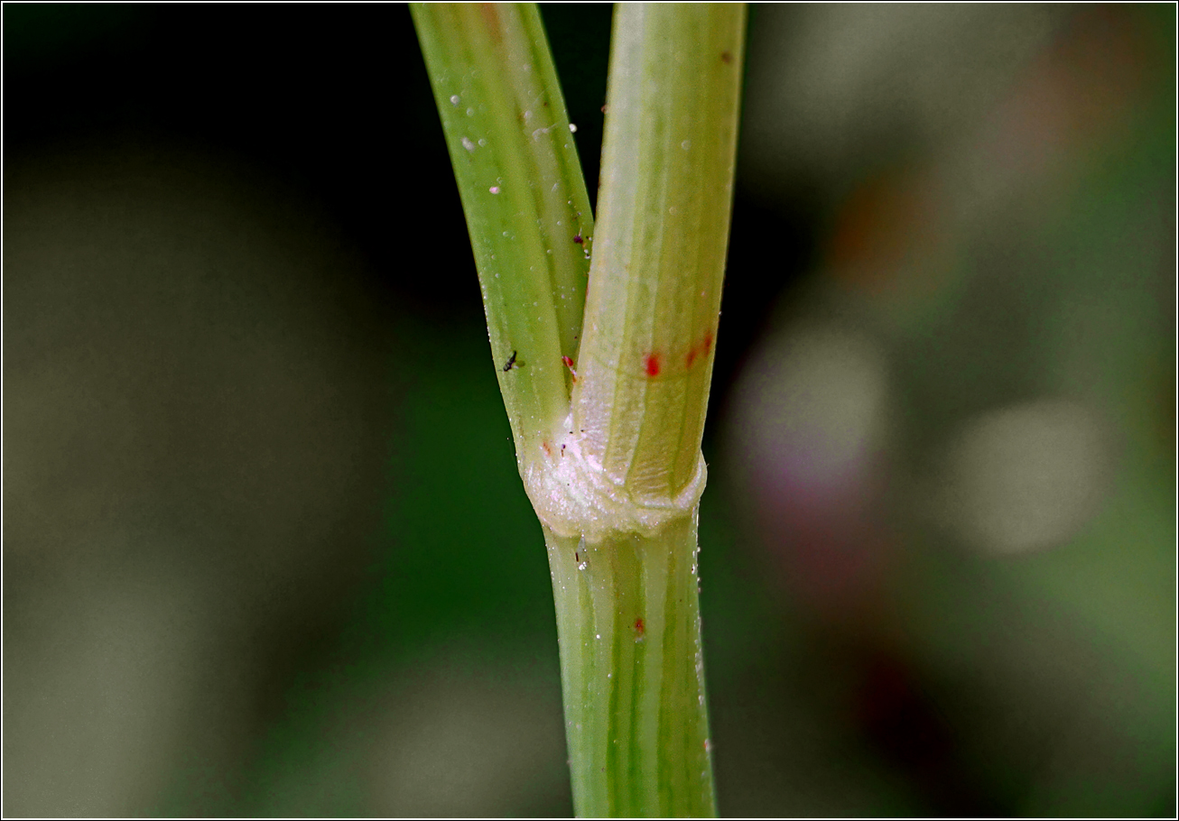 Изображение особи Rumex obtusifolius.