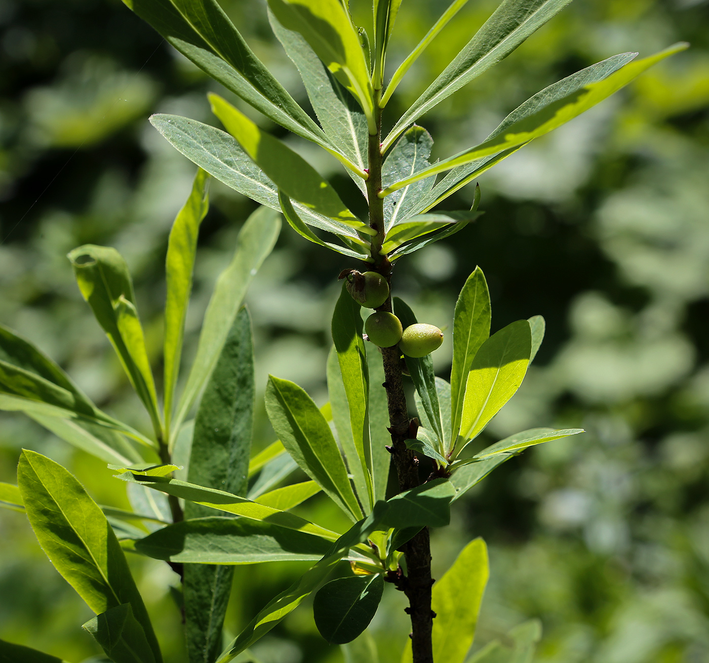 Image of Daphne mezereum specimen.