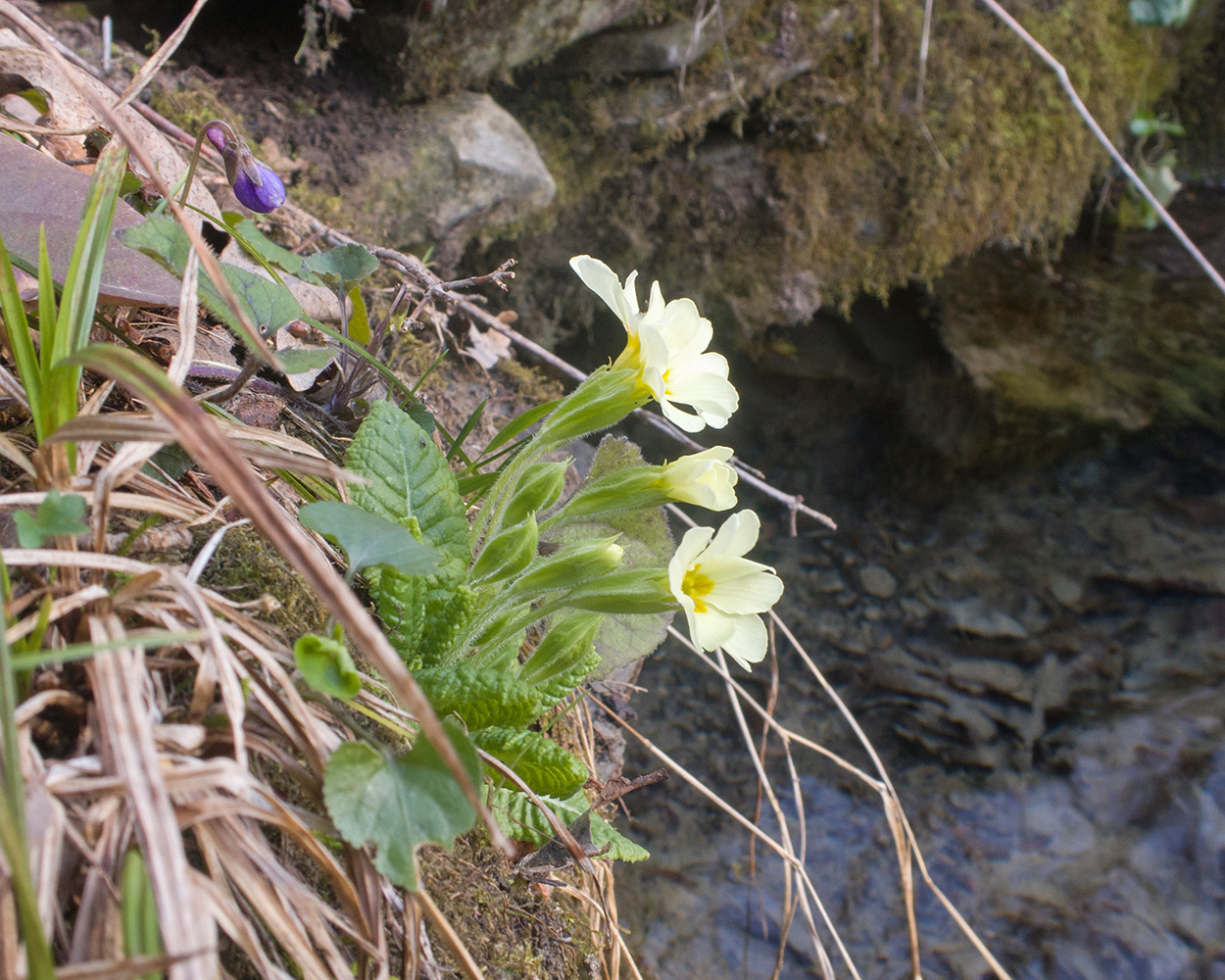 Изображение особи Primula vulgaris.