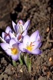 Crocus reticulatus. Цветущие растения. Белгородская обл., пос. Ракитное, ул. Сосновая, 2, в культуре. 26 марта 2026 г.