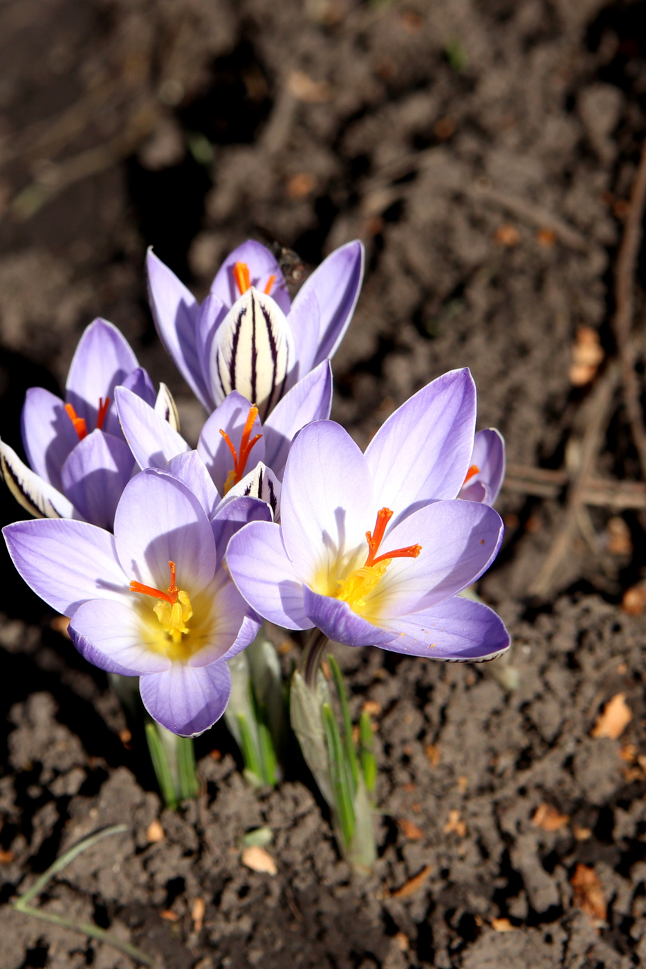 Изображение особи Crocus reticulatus.