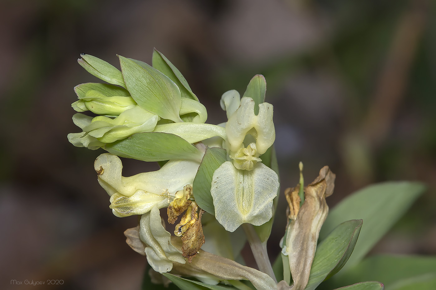 Изображение особи Corydalis marschalliana.
