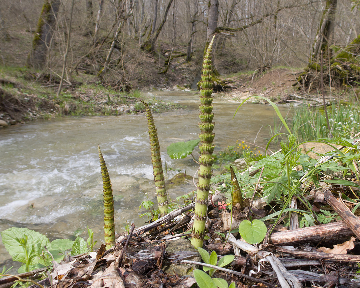 Image of Equisetum telmateia specimen.