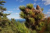 Pinus koraiensis. Верхушка дерева с шишками. Южное Приморье, Сихотэ-Алинь, Лазовский заповедник, хр. Заповедный. 28.09.2008.