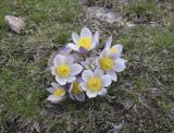 Pulsatilla vernalis. Цветущие растения. Испания, Каталония, пров. Жирона, комарка Рипольес, муниципалитет Сеткасес, курорт \"Вальтер 2000\", ≈2200 м н.у.м., нижняя часть склона зап. экспозиции, каменистый луг. 10.05.2026.