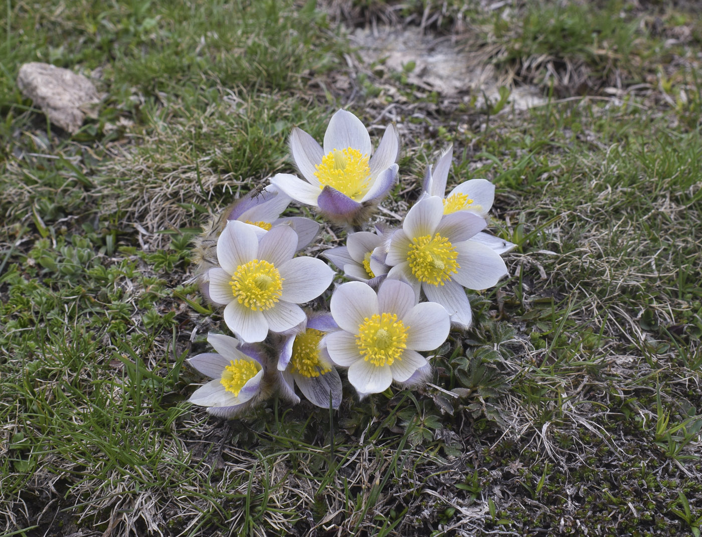Image of Pulsatilla vernalis specimen.