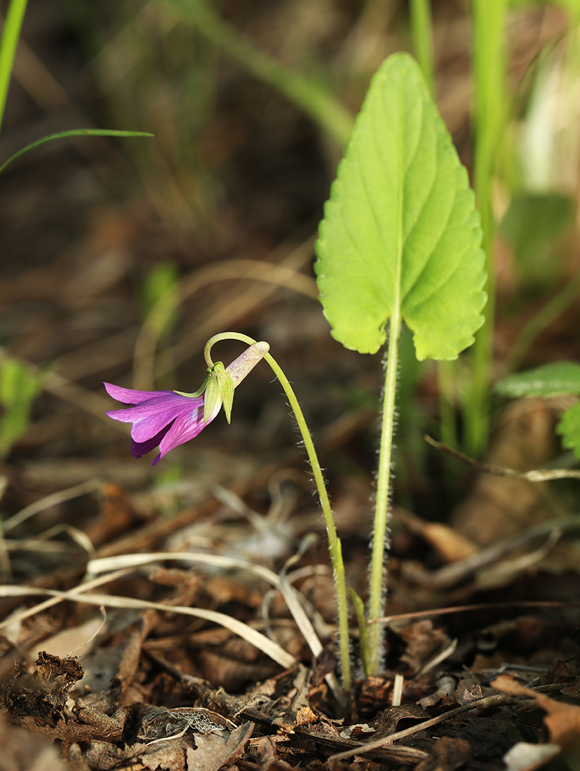 Image of Viola hirtipes specimen.