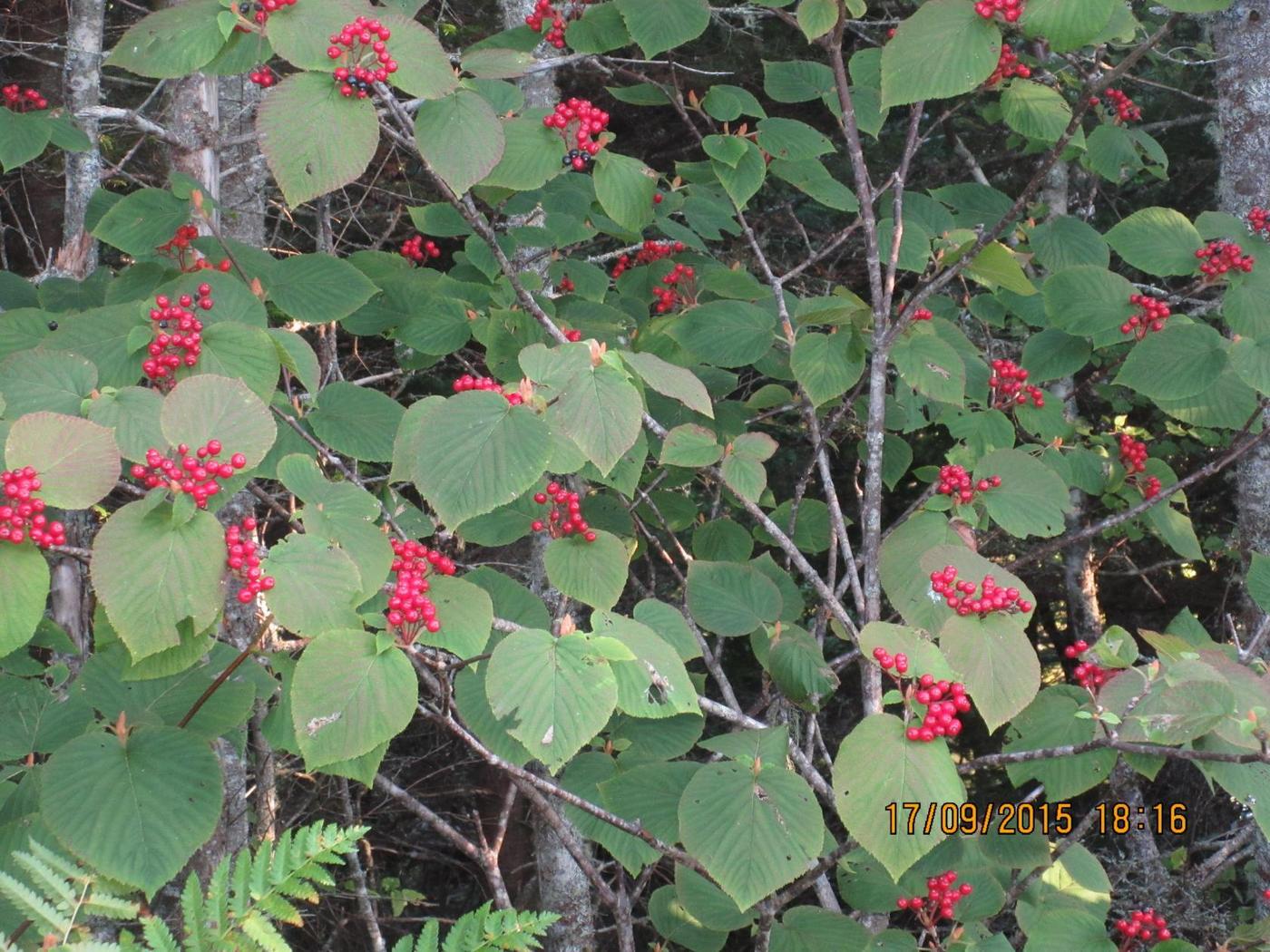 Image of genus Viburnum specimen.