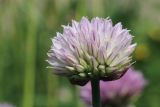 Allium schoenoprasum. Соцветие с цветками и бутонами (гипохромная форма). Санкт-Петербург, Кировский р-н, цветник на бульваре. 06.06.2026.