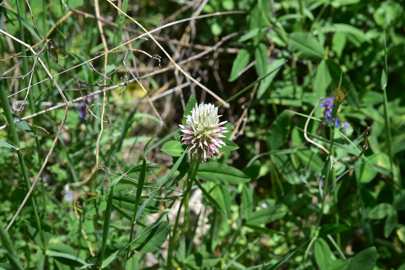 Изображение особи род Trifolium.