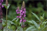Stachys palustris