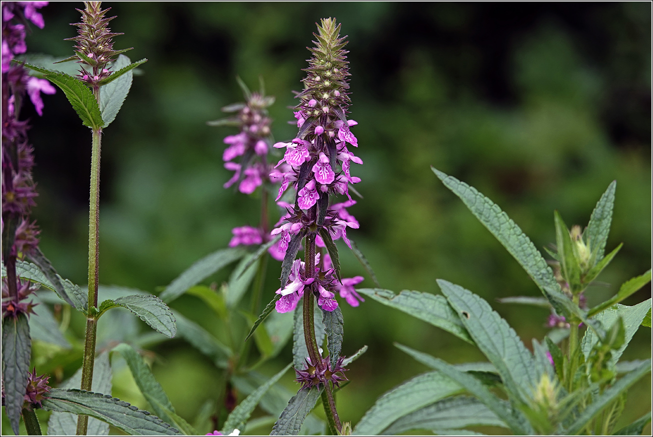 Image of Stachys palustris specimen.