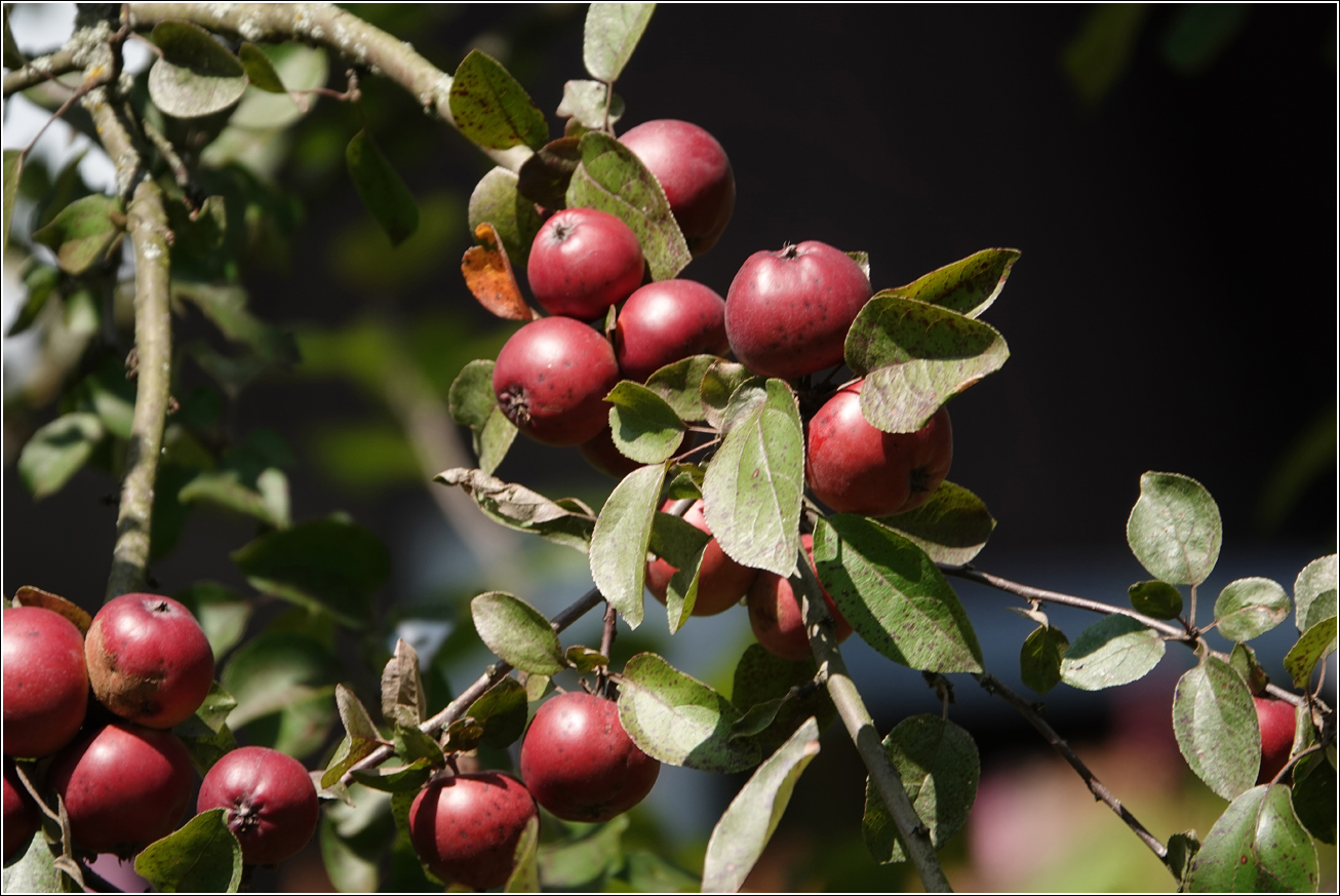 Изображение особи Malus niedzwetzkyana.