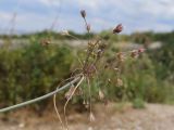 Allium paniculatum. Соцветие. Крым, предгорье, средневековый город-крепость Эски-Кермен. 26.07.2026.