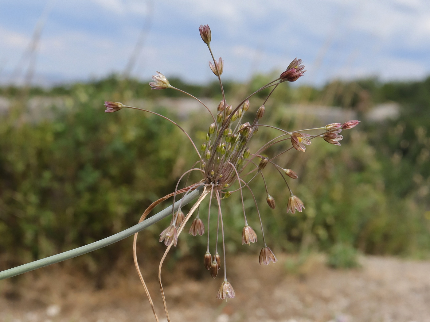 Image of Allium paniculatum specimen.