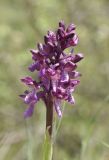 Anacamptis подвид caucasica