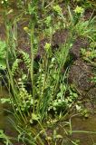 genus Cardamine