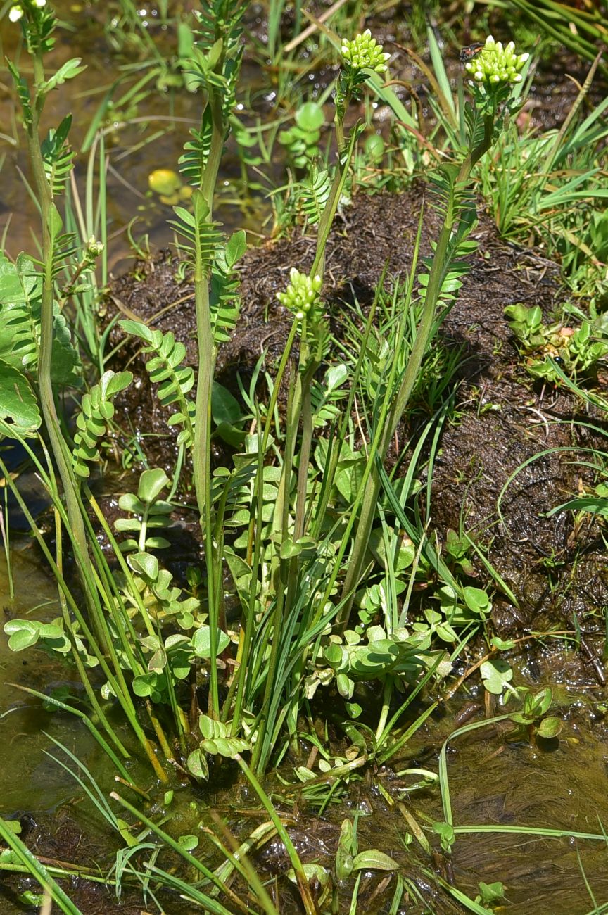 Изображение особи род Cardamine.