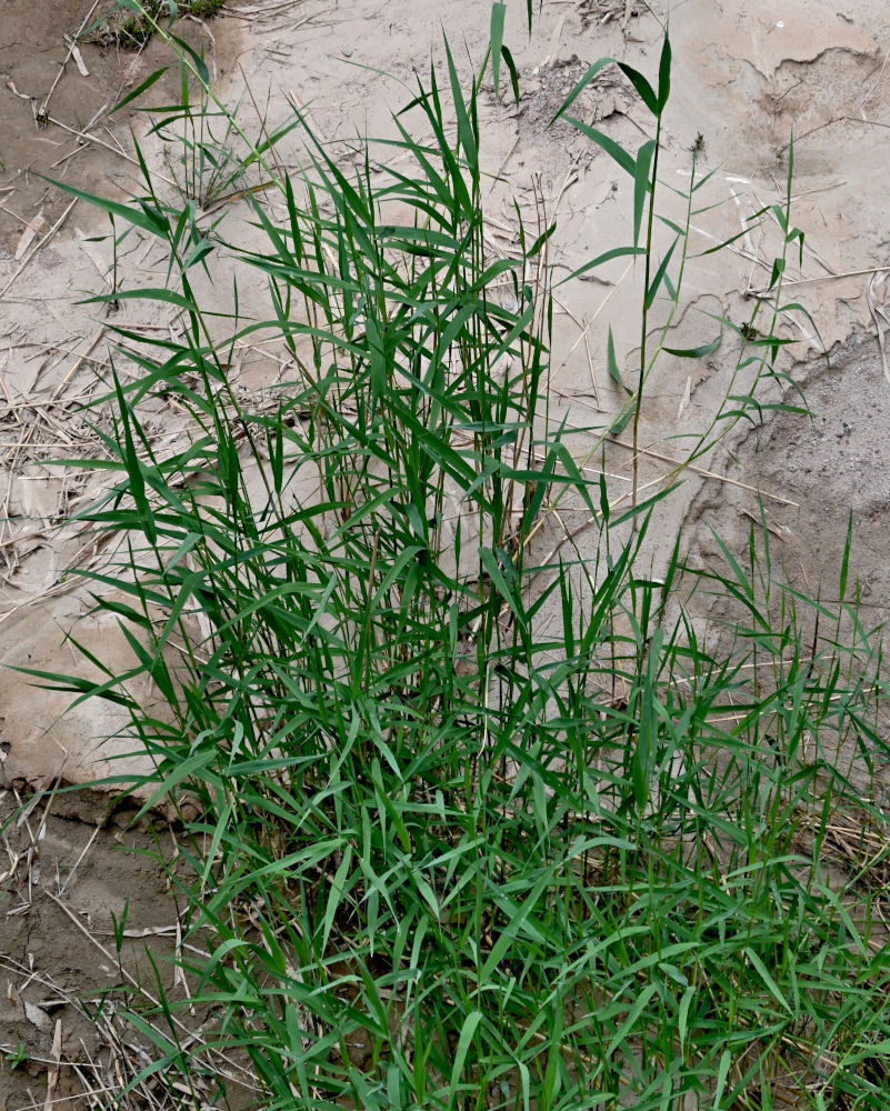 Image of Phragmites australis specimen.