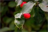 Malus prunifolia. Созревающий плод и листья. Московская обл., Раменский р-н, окр. дер. Хрипань, садовый участок. 17.08.2026.