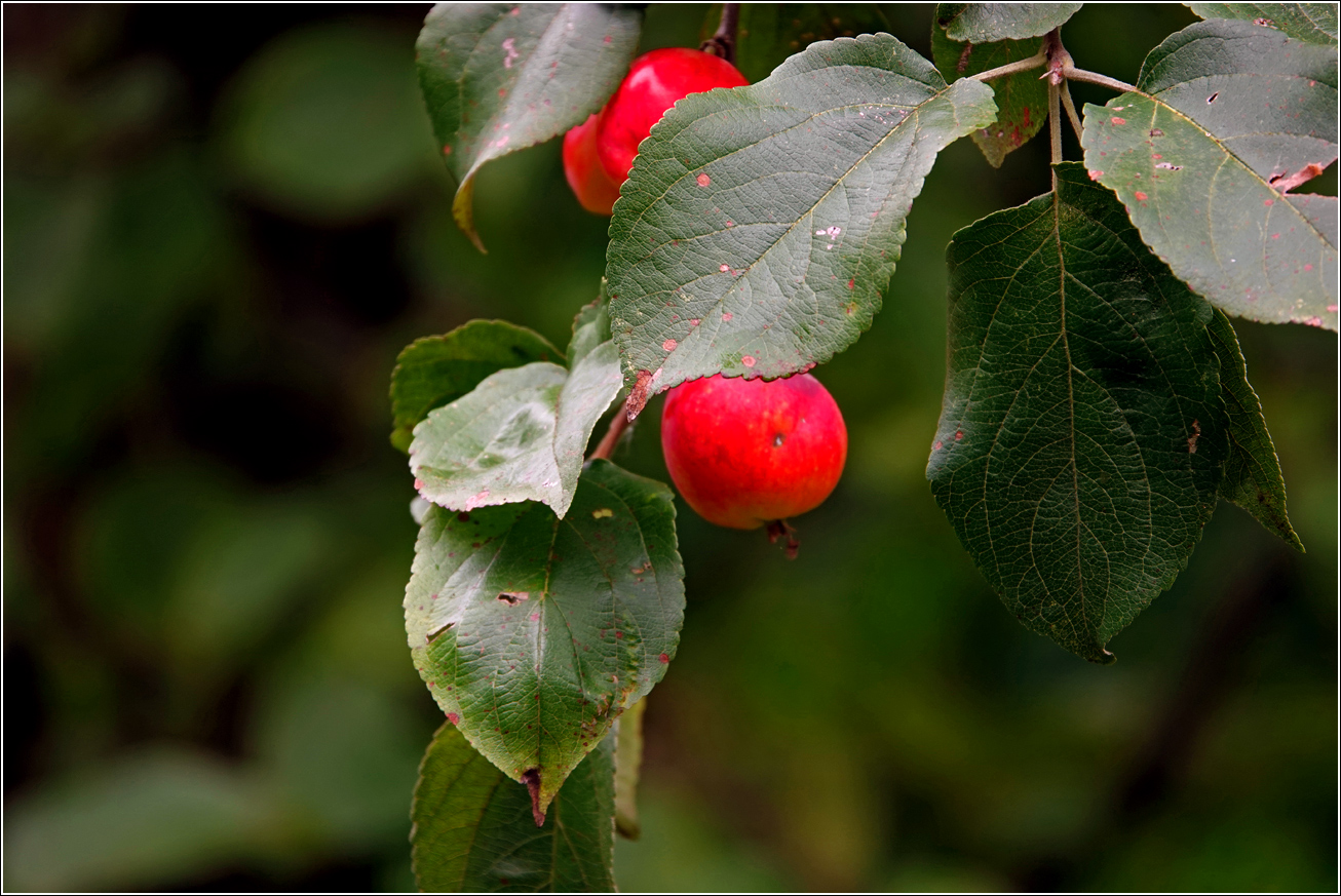 Image of Malus prunifolia specimen.
