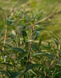 Phlomis pungens