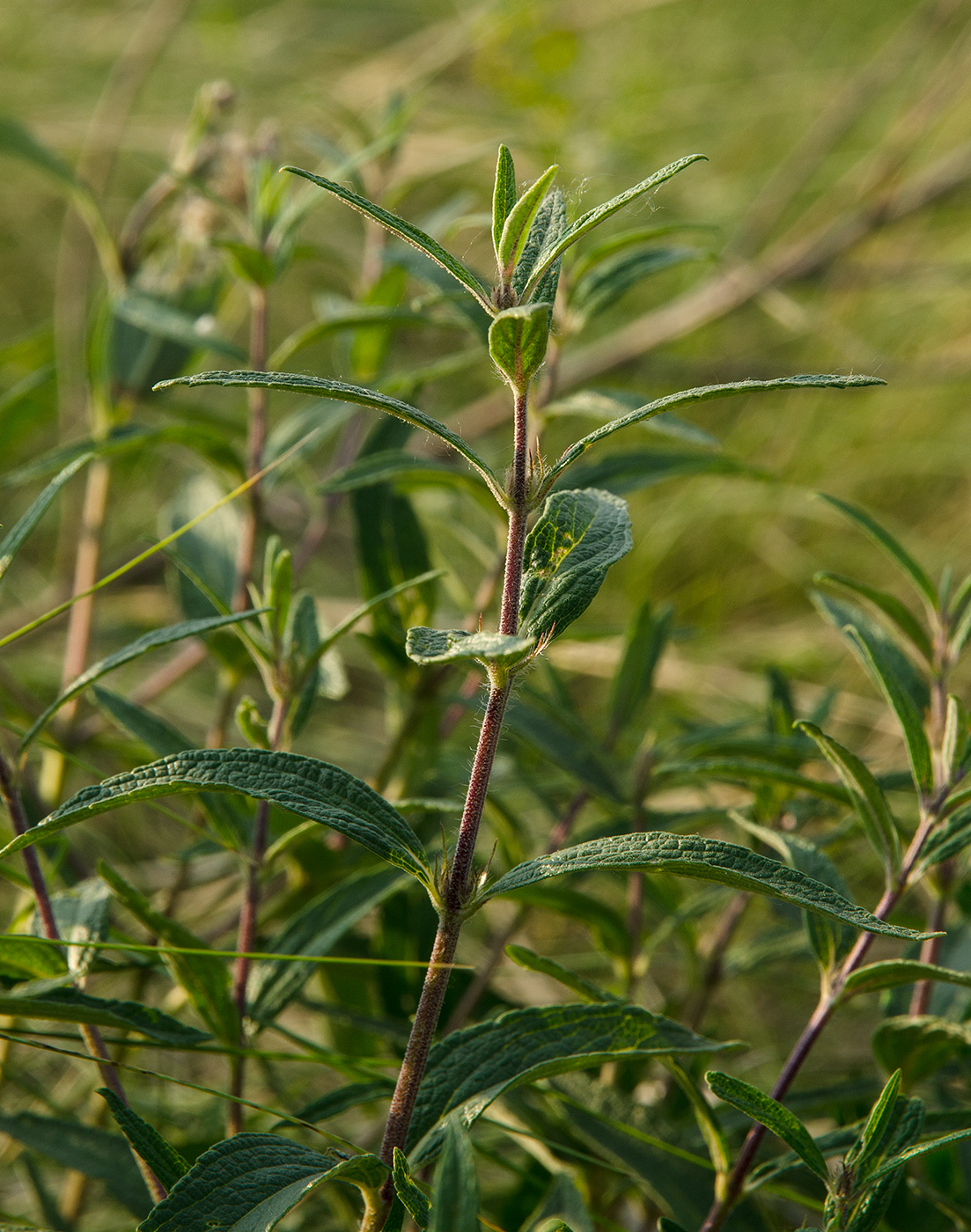 Изображение особи Phlomis pungens.