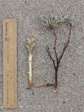Orobanche camptolepis. Извлечённое из земли цветущее растение с питающим растением Polygonum sp. Таджикистан, Горно-Бадахшанская автономная обл., Рошткалинский р-н, окр. кишлака Дашт, дол. р. Шахдара, ≈ 2650 м н.у.м., частично закреплённые пески. 12 июля 2026 г.