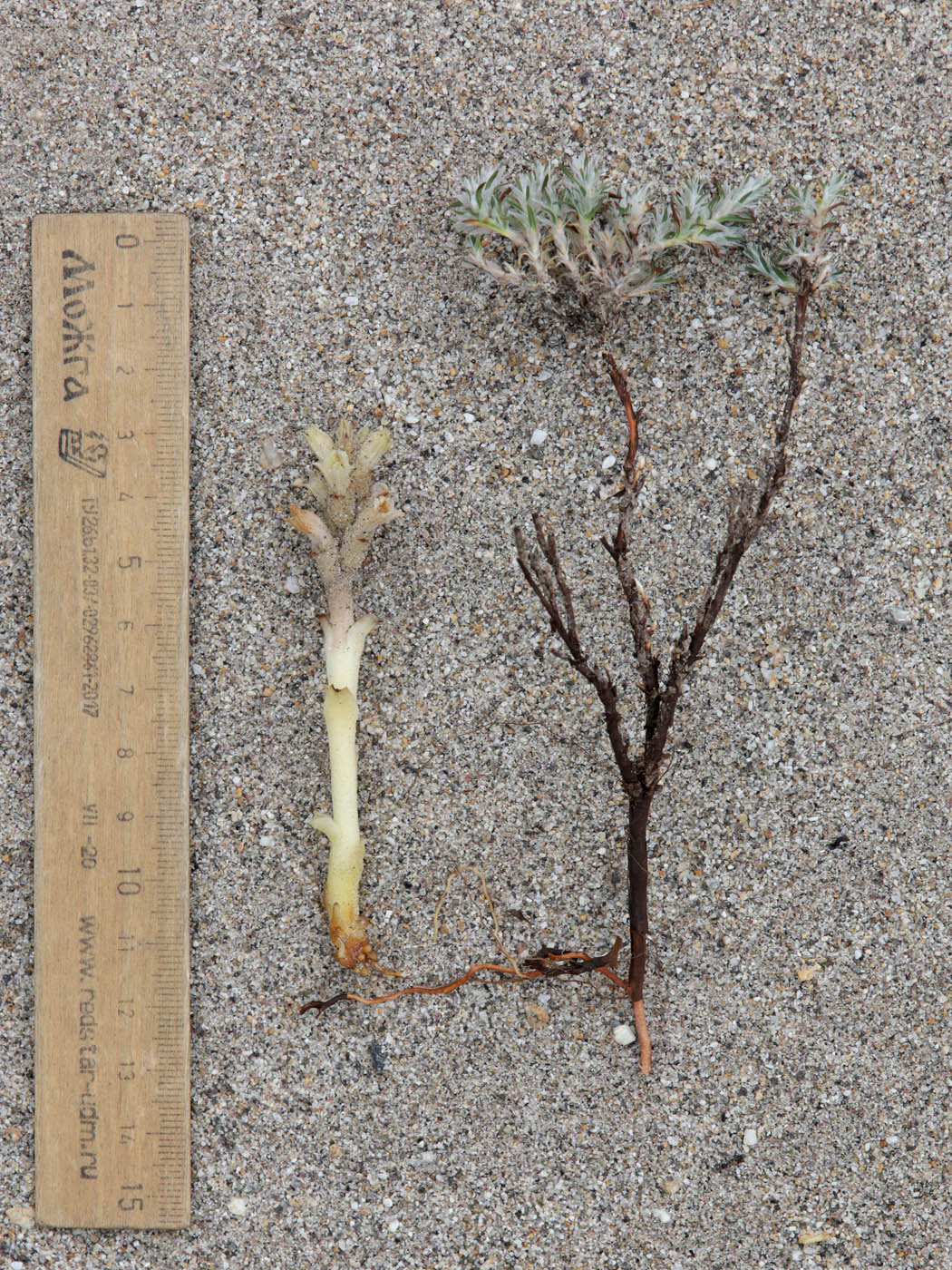 Image of Orobanche camptolepis specimen.