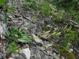 Parrya nudicaulis. Плодоносящее растение. Иркутская обл., Качугский р-н, низовье р. Чанчур, нижняя часть крутого карбонатного каменисто-щебнистого слабо задерненного склона ЮЗ экспозиции. Реликтовая популяция (гляциальный реликт). 17.07.2012.