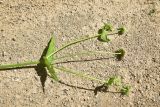 familia Dipsacaceae. Верхушка сорванного цветущего растения. Турция, ил Артвин, р-н Юсуфели, 250 м ниже дер. Гюльпынар, выс. 1500 м н.у.м., луг. 13 июня 2026 г.