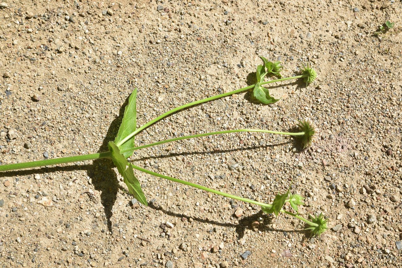 Image of familia Dipsacaceae specimen.