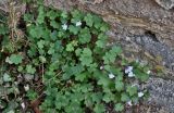 Cymbalaria muralis. Цветущие растения. Португалия, округ Лейрия, пос. Обидуш, у подножия каменной стены. 07.08.2025.