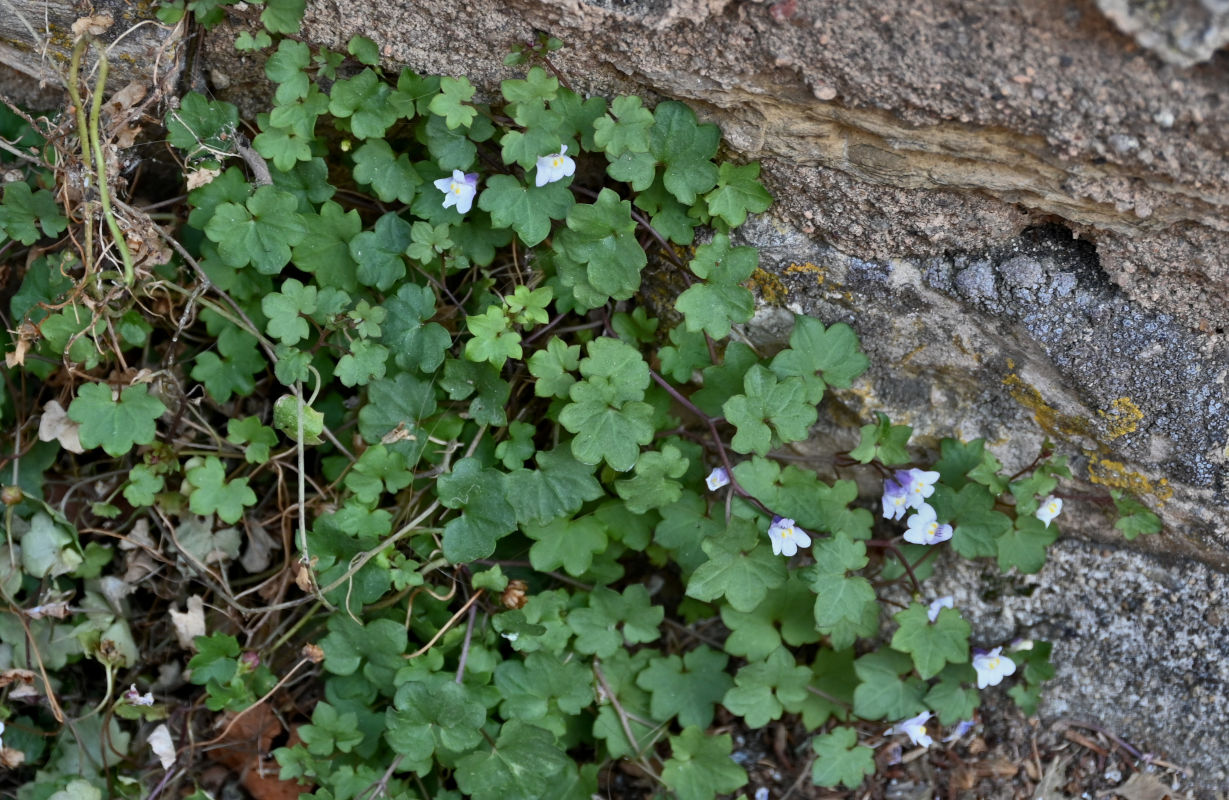 Image of Cymbalaria muralis specimen.