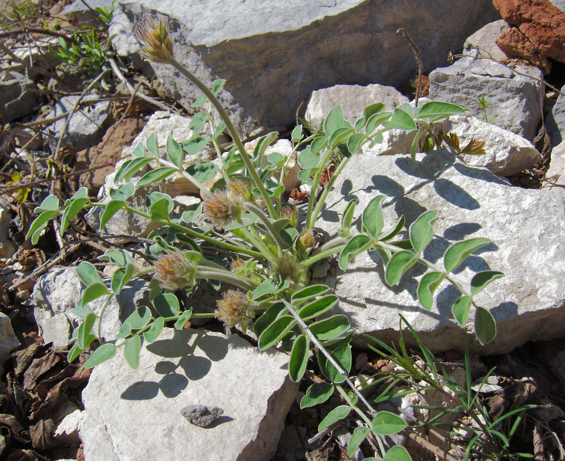 Изображение особи Hedysarum grandiflorum.