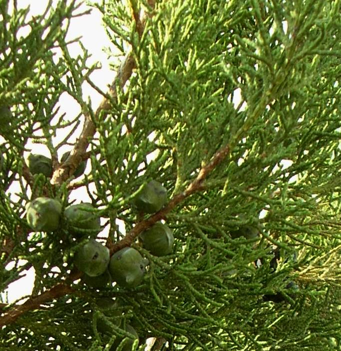 Image of Juniperus polycarpos specimen.