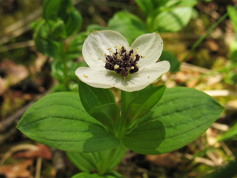 Изображение особи Chamaepericlymenum suecicum.