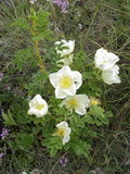 Rosa spinosissima