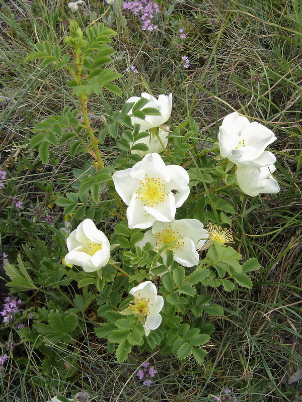 Image of Rosa spinosissima specimen.
