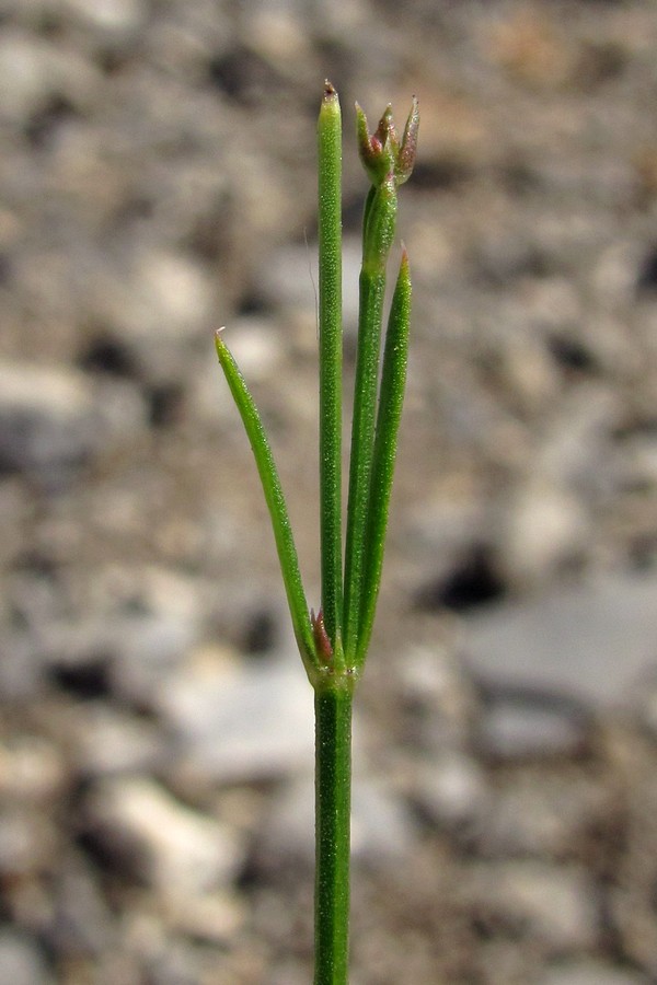 Image of Asperula tenella specimen.