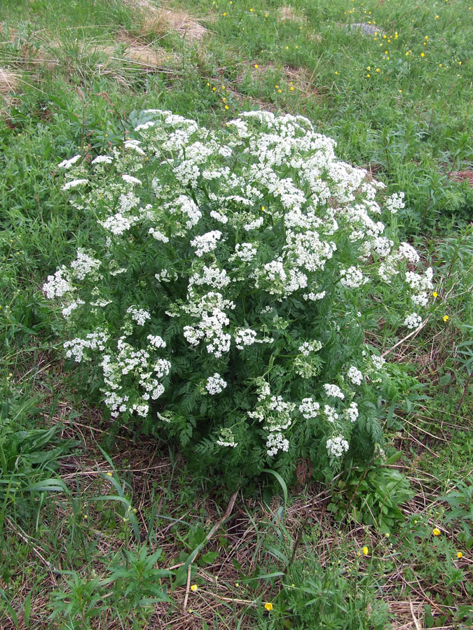 Image of Anthriscus sylvestris specimen.