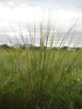 Stipa capillata