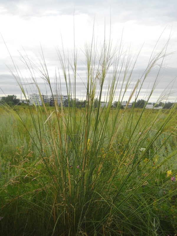 Изображение особи Stipa capillata.