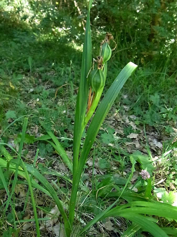 Image of Iris graminea specimen.