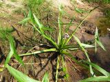 Sagittaria sagittifolia