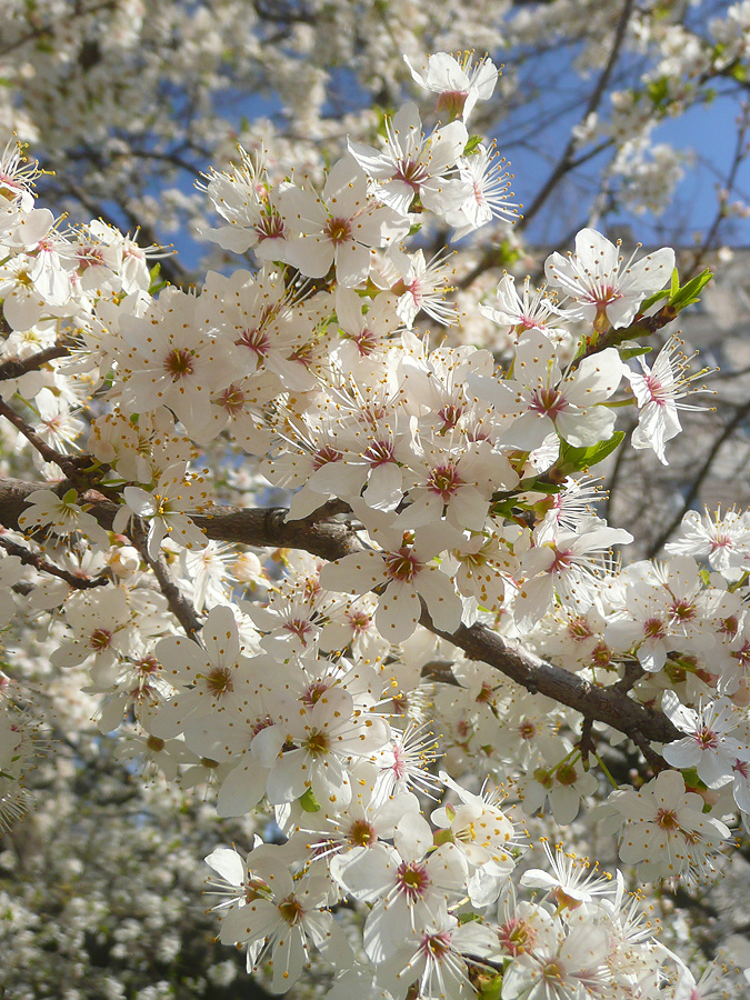 Image of Prunus cerasifera specimen.