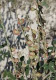 Onobrychis pallasii