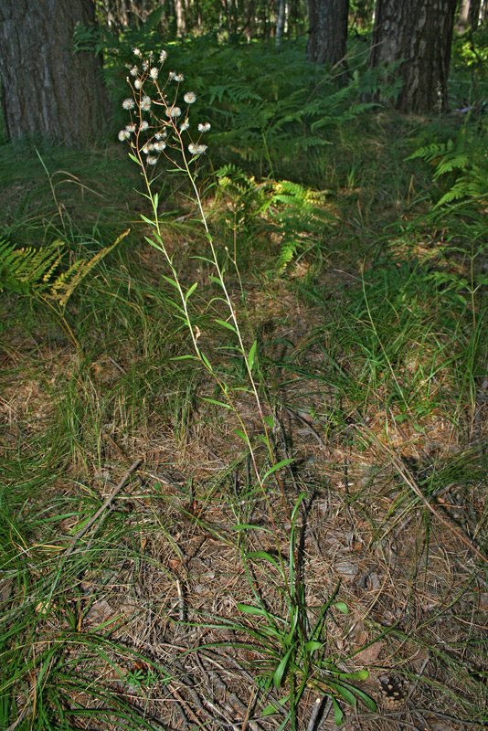 Image of Erigeron droebachiensis specimen.