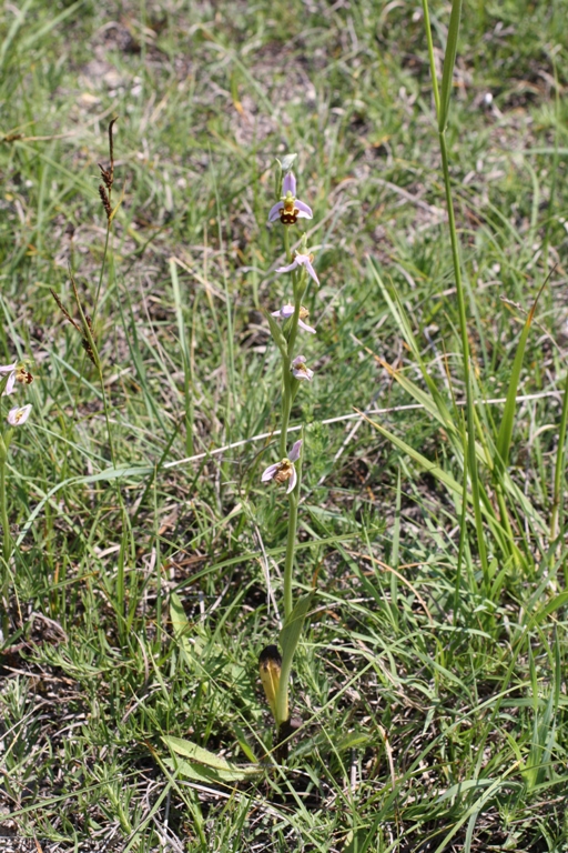 Image of Ophrys apifera specimen.